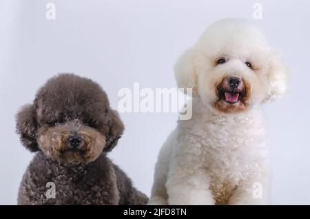 Due adorabili cani da cuccioli seduti insieme su sfondo bianco. Foto Stock