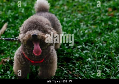 Adorabile barocco nero che ha sete e ha una lunga lingua uscire dalla bocca quando si cammina al parco in estate. Foto Stock