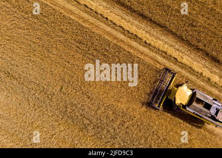 Macchina trebbiatrice per la mietitura del grano su campo. Mietitrebbia macchina agricola che miete campo di grano maturo dorato nel nord della Grecia Foto Stock