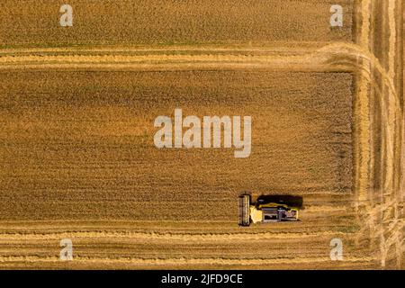 Macchina trebbiatrice per la mietitura del grano su campo. Mietitrebbia macchina agricola che miete campo di grano maturo dorato nel nord della Grecia Foto Stock