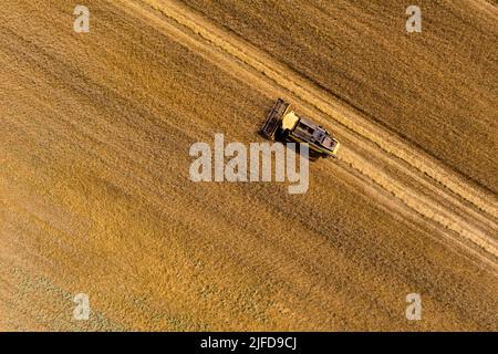 Macchina trebbiatrice per la mietitura del grano su campo. Mietitrebbia macchina agricola che miete campo di grano maturo dorato nel nord della Grecia Foto Stock