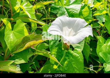 Immagine dettagliata di una luminosa tromba bianca di Hedge Bindweed (Calystegia sepium) Foto Stock