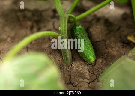 Cetriolo cresce su letti di foglie. Rurale, giardinaggio, orto, verdure Foto Stock