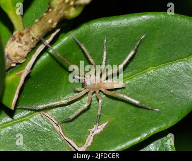 Ghost Spider (Hibana) su una foglia in un giardino di notte a Houston, Texas, vista dorsale. Foto Stock