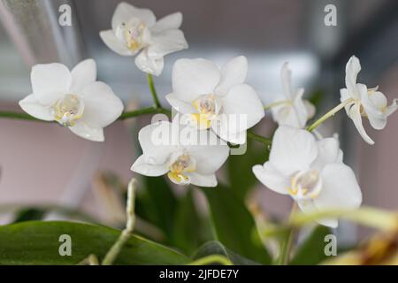 Orchidee gemme bianche. Orchid sfondo. Germoglio di phalaenopsis. Un ramo di fiori. Fiore delicato. Rara pianta da collezione. Rugiada sul germoglio closeup. Foto Stock