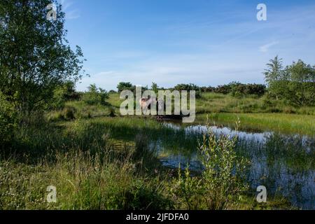 Exmoor ponies su Daisy Hill LNR in estate Foto Stock