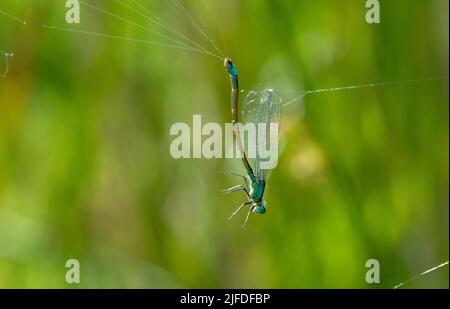 Damselfly dalla coda blu catturato nella rete del ragno Foto Stock