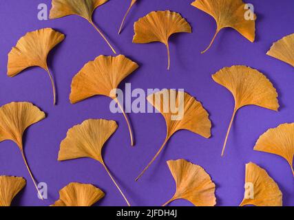 Pianta del periodo Jurassic Ginkgo Biloba. Foglie gialle su fondo lilla molto peri. Foglia autunnale di Ginkgo primo piano. Foto Stock