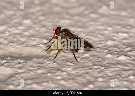 Muscoide adulto Fly della sottofamiglia Coenosiinae che predica su un adulto non-biting Midge della famiglia Chironomidae Foto Stock