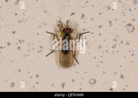 Muscoide adulto Fly della sottofamiglia Coenosiinae che predica su un adulto non-biting Midge della famiglia Chironomidae Foto Stock
