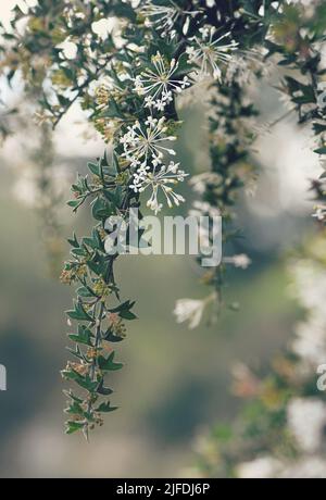 Rami di coda e fiori bianchi del fiore di ragno nativo dell'Australia occidentale Grevillea vestita, famiglia Proteaceae. Inverno a primavera fioritura Foto Stock