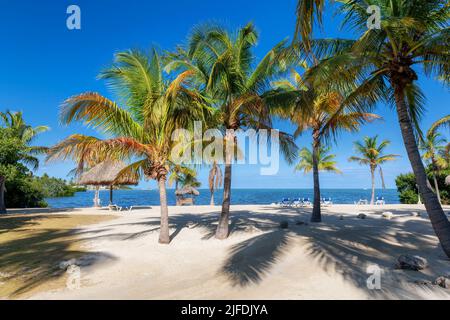 Alberi di palma nel parco statale della spiaggia del tramonto nell'isola tropicale in Florida Keys Foto Stock