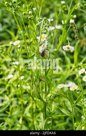 Questo ragno che è solitamente sull'erba. È un cacciatore e non costruisce una rete. È conosciuto come il ragno di fotoricettore del nursery. Pisaura mirabilis Foto Stock