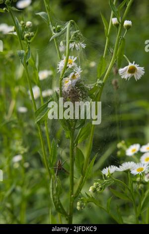 Questo ragno che è solitamente sull'erba. È un cacciatore e non costruisce una rete. È conosciuto come il ragno di fotoricettore del nursery. Pisaura mirabilis Foto Stock