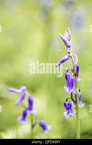 Un focus shot selettivo verticale di bluebell comuni (Hyacinthoides non-scripta) Foto Stock