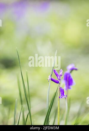 Un focus shot selettivo verticale di bluebell comuni (Hyacinthoides non-scripta) Foto Stock