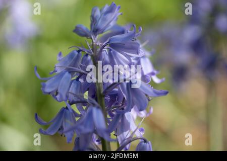 Un focus shot selettivo di bluebells comuni (Hyacinthoides non-scripta) Foto Stock