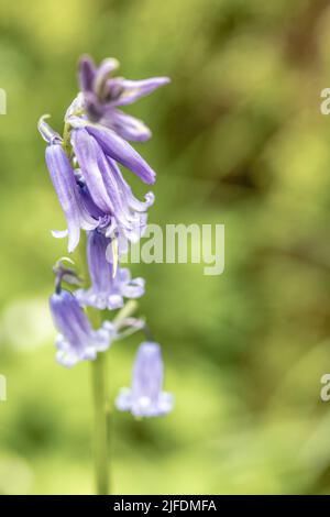 Un focus shot selettivo verticale di bluebell comuni (Hyacinthoides non-scripta) Foto Stock