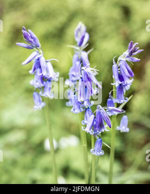 Un focus shot selettivo verticale di bluebell comuni (Hyacinthoides non-scripta) Foto Stock