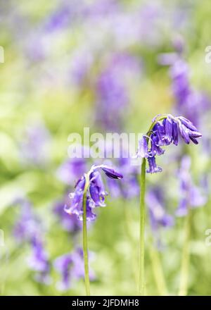 Un focus shot selettivo verticale di bluebell comuni (Hyacinthoides non-scripta) Foto Stock