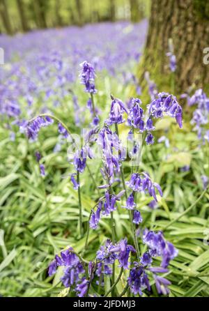 Un focus shot selettivo verticale di bluebell comuni (Hyacinthoides non-scripta) Foto Stock