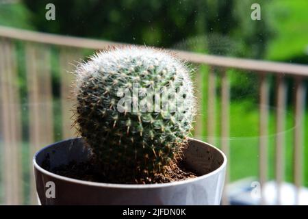 Piccolo cactus a forma di sfera in vaso vicino alla finestra Foto Stock