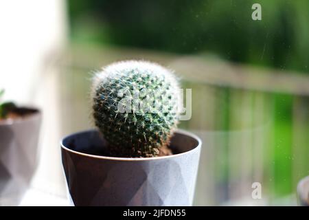 Piccolo cactus a forma di sfera in vaso vicino alla finestra Foto Stock