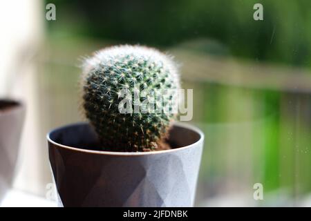 Piccolo cactus a forma di sfera in vaso vicino alla finestra Foto Stock