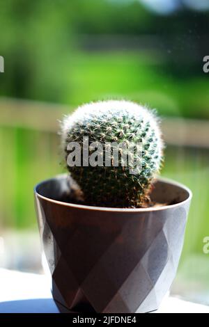 Piccolo cactus a forma di sfera in vaso vicino alla finestra Foto Stock