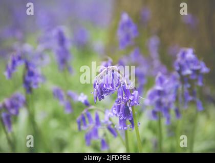 Un focus shot selettivo di bluebells comuni (Hyacinthoides non-scripta) Foto Stock