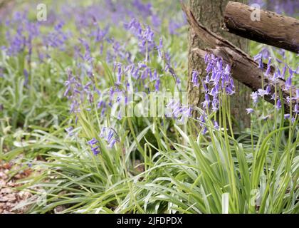 Un focus shot selettivo di bluebells comuni (Hyacinthoides non-scripta) Foto Stock