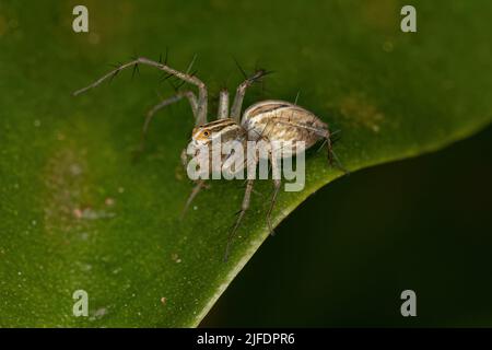 Striped Lynx Spider del genere Oxyopes Foto Stock