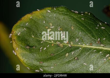 Gruppo di piccoli afidi verdi della famiglia Aphididae su un ramo del Madagascar perwinkle Foto Stock