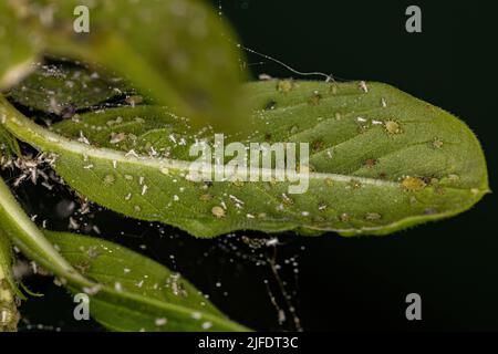 Gruppo di piccoli afidi verdi della famiglia Aphididae su un ramo del Madagascar perwinkle Foto Stock