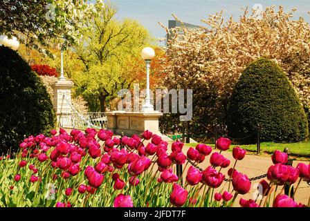 In un giardino vicino al ponte sospeso del Boston Publik Garden, vicino a Boston Common, in una giornata di sole primaverile fioriscono dei bellissimi tulipani colorati Foto Stock