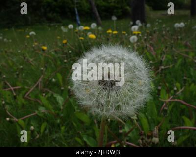 Un prato di erba riempito di dente di leone in diversi stadi, di fronte ad un orologio dente di leone. Foto Stock