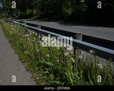 Kurefjordveien di Møvik, dove il guardrail separa strade e marciapiedi, decora il dente di leone con i suoi gambi lunghi e le teste mature di Blowball. Foto Stock