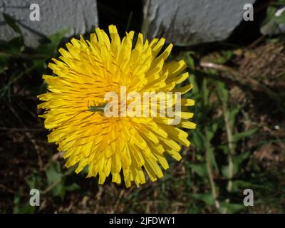 Una piccola cavalletta che si riposa nel fiore giallo, Dandelion. Foto Stock