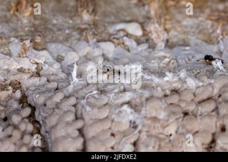 Sacco di uova di un insetto emipteriano parassitato dalle vespe della famiglia Scelionidae Foto Stock