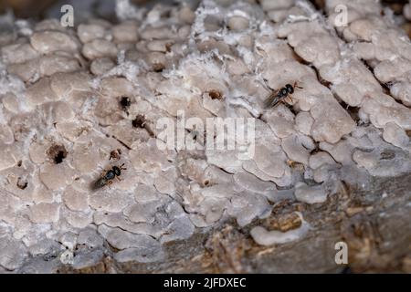 Sacco di uova di un insetto emipteriano parassitato dalle vespe della famiglia Scelionidae Foto Stock