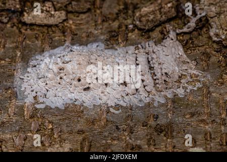 Sacco di uova di un insetto emipteriano parassitato dalle vespe della famiglia Scelionidae Foto Stock