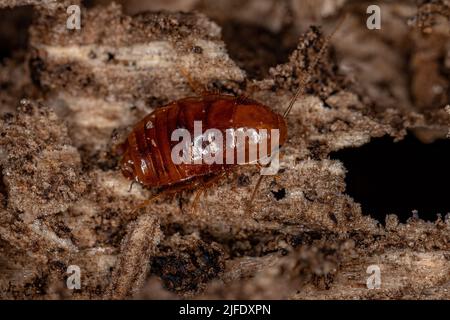 Legno Cockroach Nymph della famiglia Ectobiidae Foto Stock