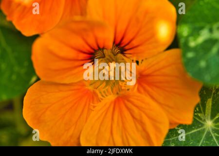 Un primo piano di un fiore arancione Tropaeolum Foto Stock