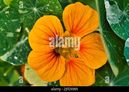 Un primo piano di un fiore arancione Tropaeolum Foto Stock
