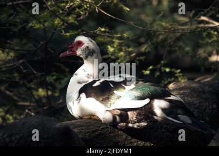 Bella anatra musky. Primo piano della testa di un'anatra muschio all'ombra su uno sfondo sfocato di giorno. Allevamento di anatre in casa. Pollame domestico che coltiva. Foto di alta qualità Foto Stock