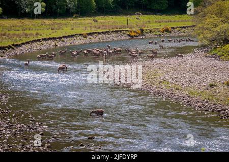 Un'immagine HDR estiva di una mandria di Red Deer Stags, Cervus elaphus scoticus, nel fiume MEIG, Strathconon, Scozia. 02 giugno 2022 Foto Stock