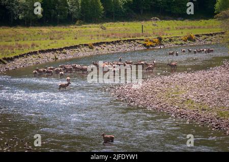 Un'immagine HDR estiva di una mandria di Red Deer Stags, Cervus elaphus scoticus, nel fiume MEIG, Strathconon, Scozia. 02 giugno 2022 Foto Stock