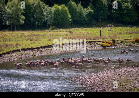 Un'immagine HDR estiva di una mandria di Red Deer Stags, Cervus elaphus scoticus, nel fiume MEIG, Strathconon, Scozia. 02 giugno 2022 Foto Stock