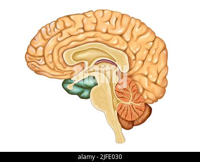 Sezione trasversale di un cervello umano. Illustrazione digitale Foto Stock