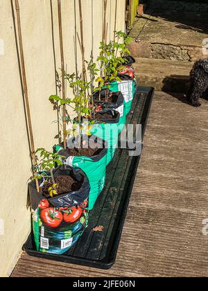 Pomodori ciliegini rossi giovani - Solanum lycopersicum coltivato in sacchi di viticollo e canne di bambù utilizzati come supporto, Regno Unito Foto Stock